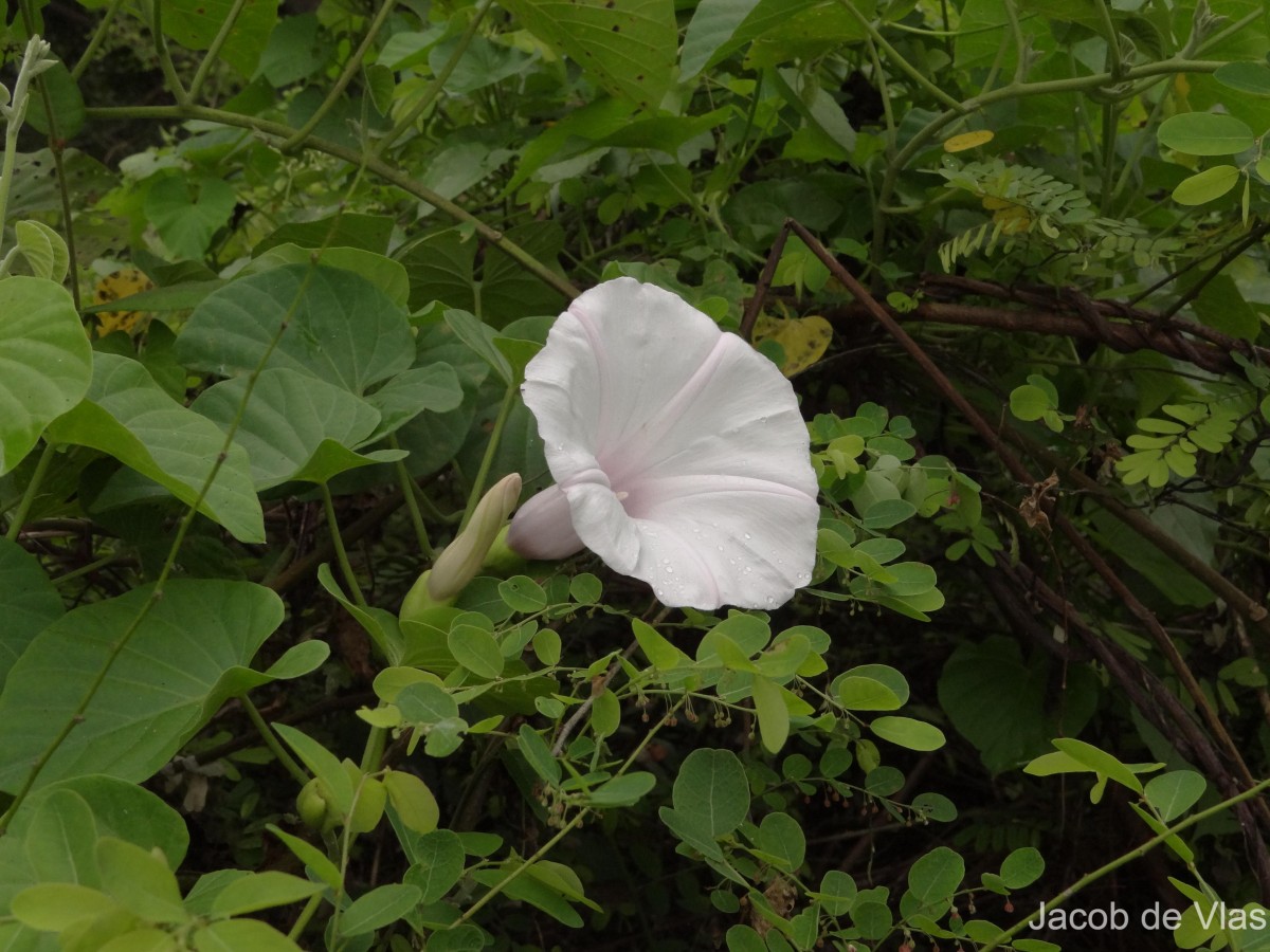 Ipomoea jucunda Thwaites